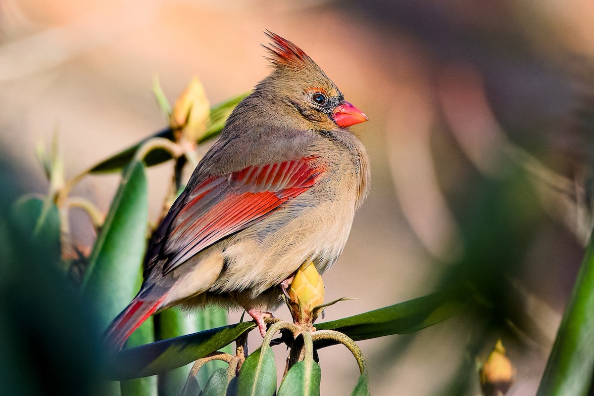 Cardenal Norteño - ML646048818