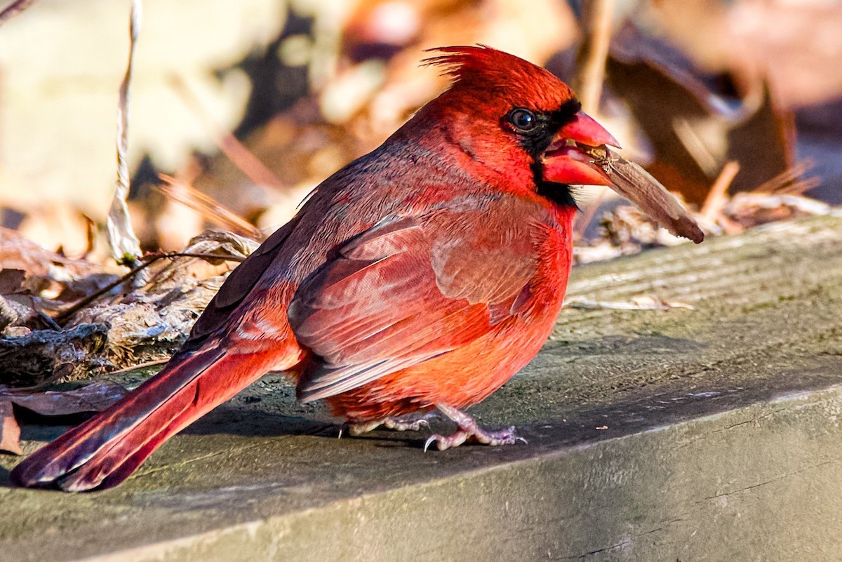 Cardenal Norteño - ML646048819