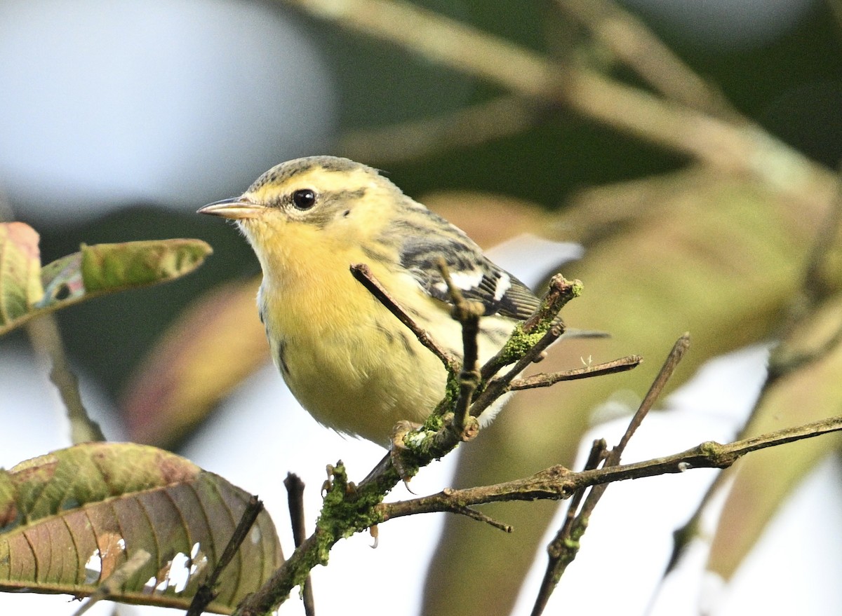 Reinita Gorjinaranja - ML646048820