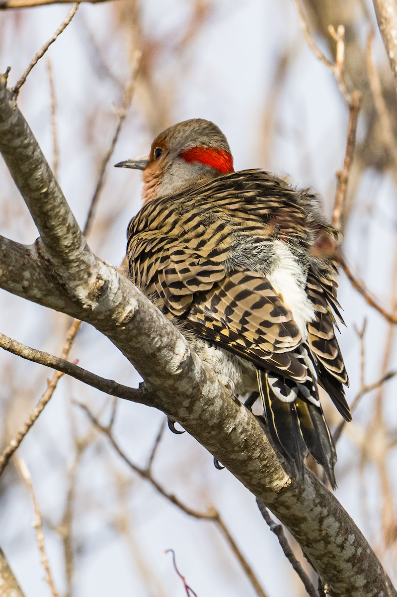 Carpintero Escapulario - ML646048821