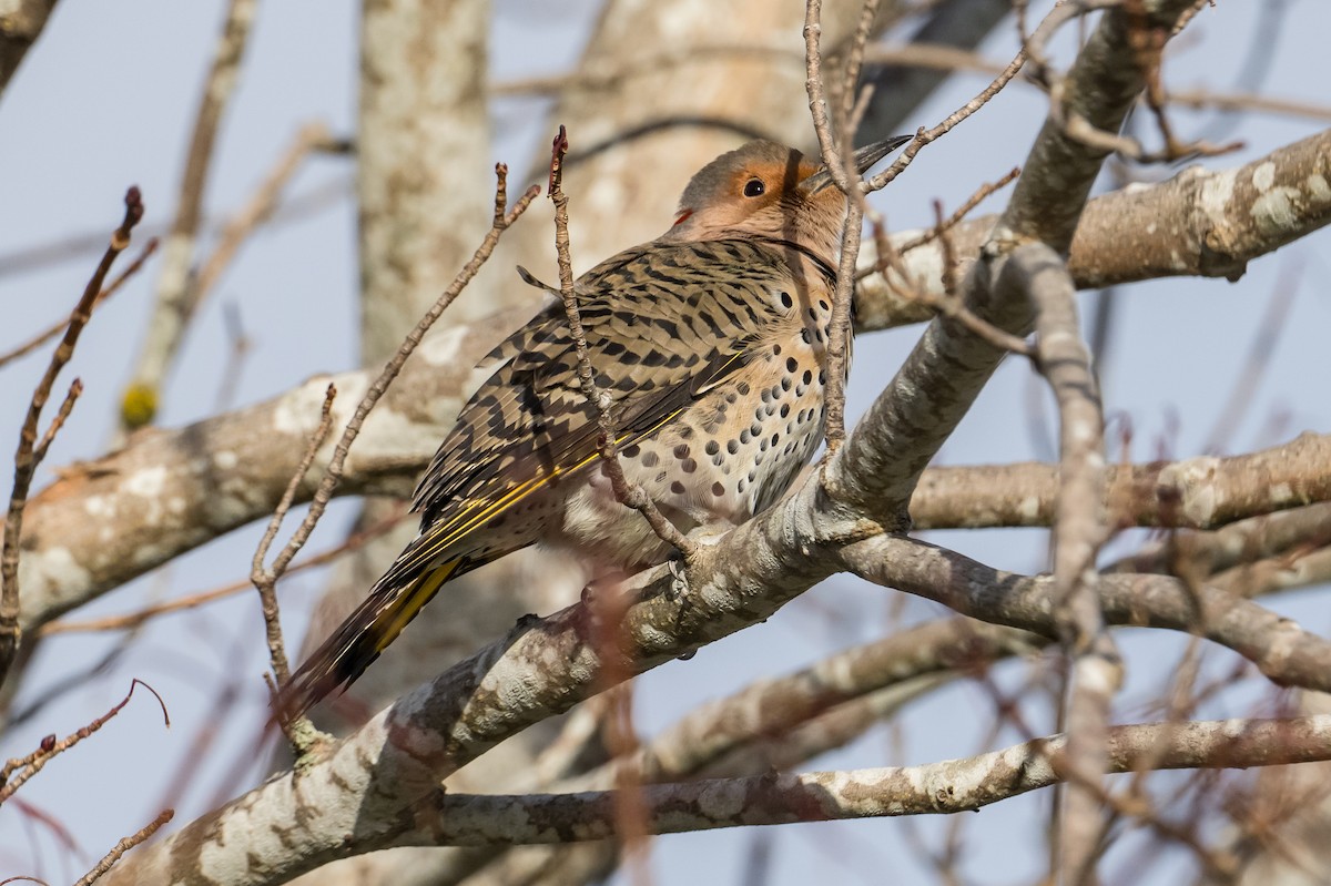 Carpintero Escapulario - ML646048822