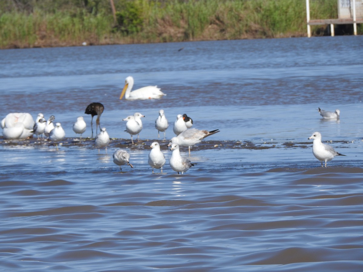 Ostrero Pío Americano - ML646048823