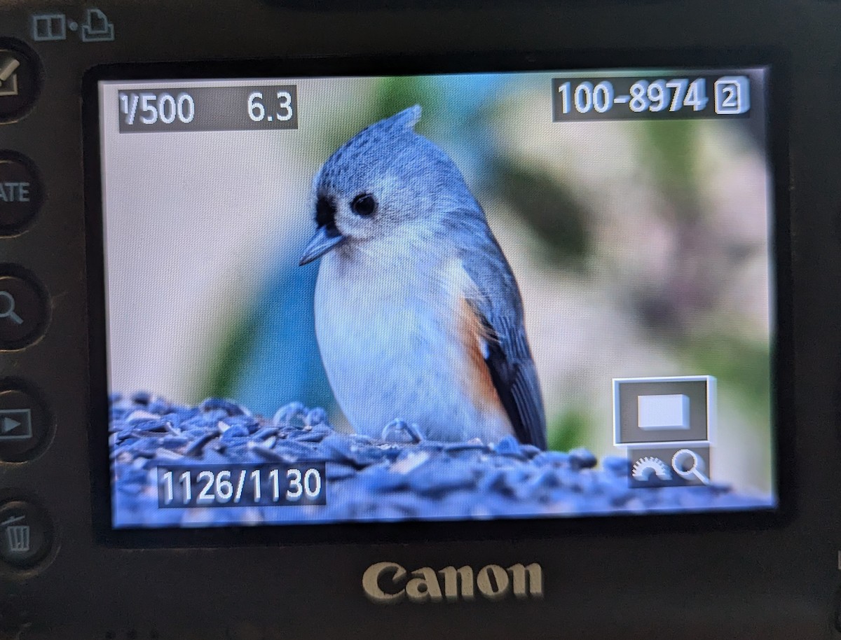 Herrerillo Bicolor - ML646048824