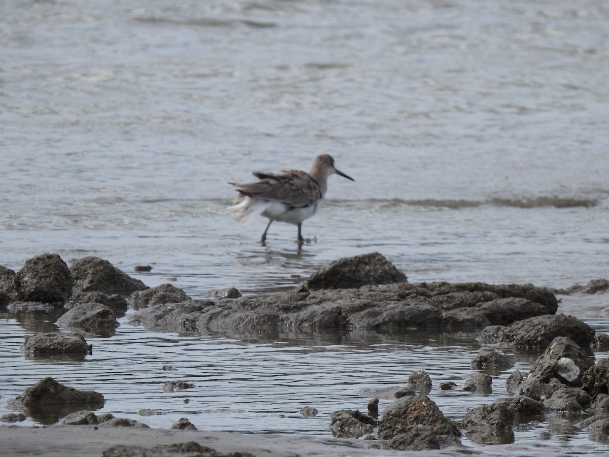 Playero Aliblanco - ML646048825