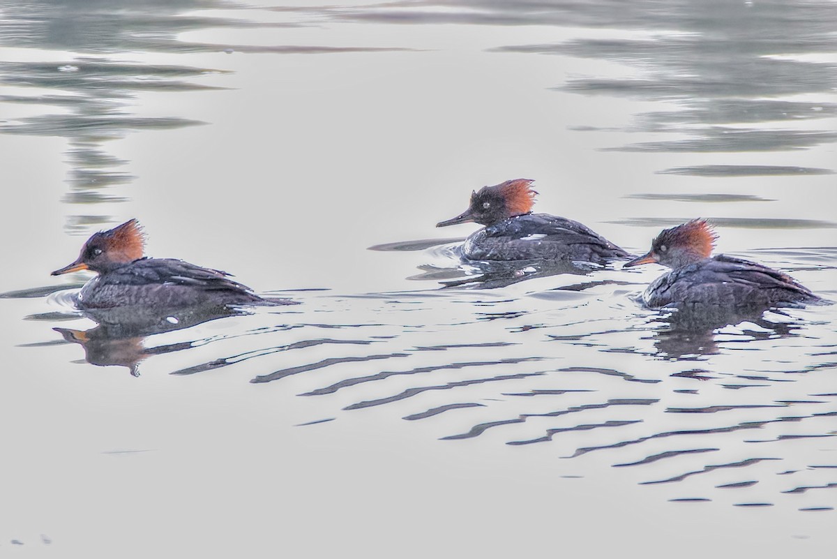 Serreta Capuchona - ML646048826