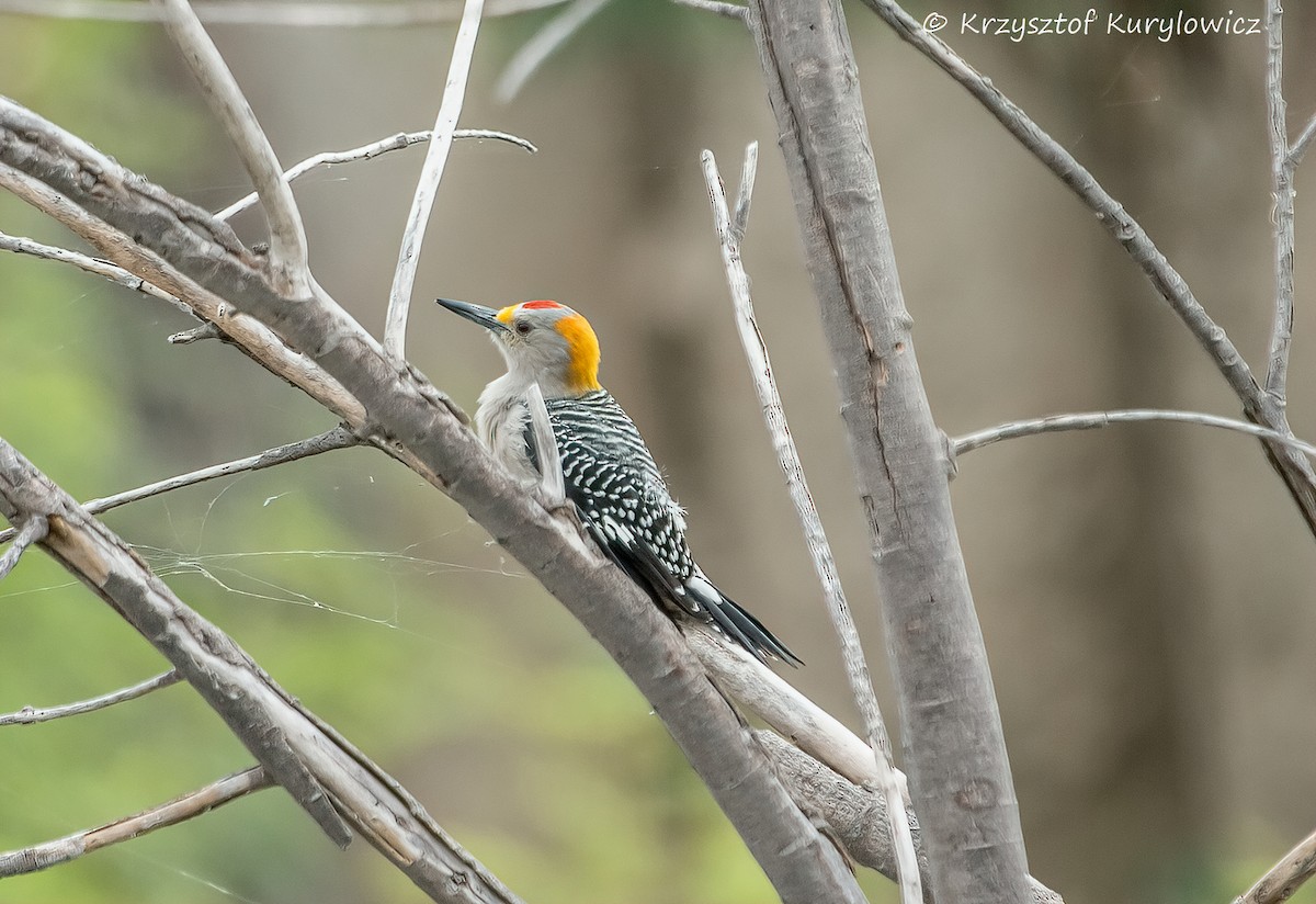 Carpintero Frentidorado - ML646048828