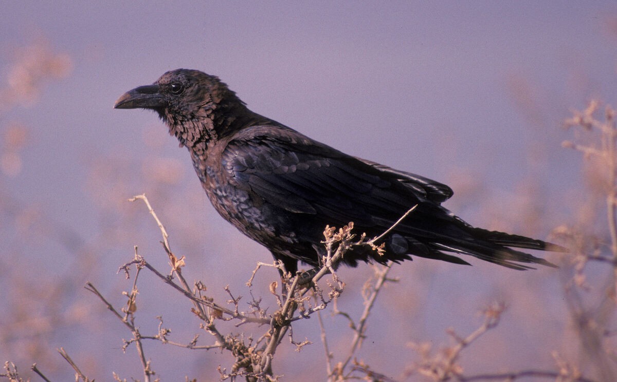 Cuervo Etíope - ML646048829