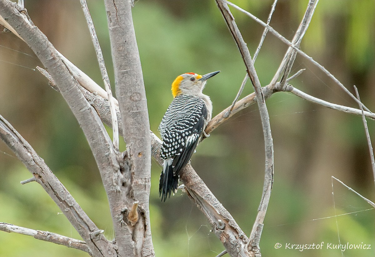Carpintero Frentidorado - ML646048830