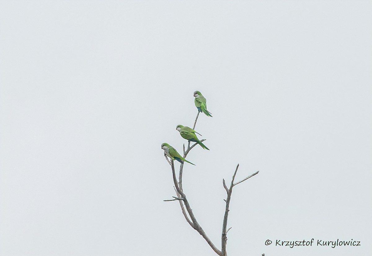 Cotorra Argentina - ML646048834