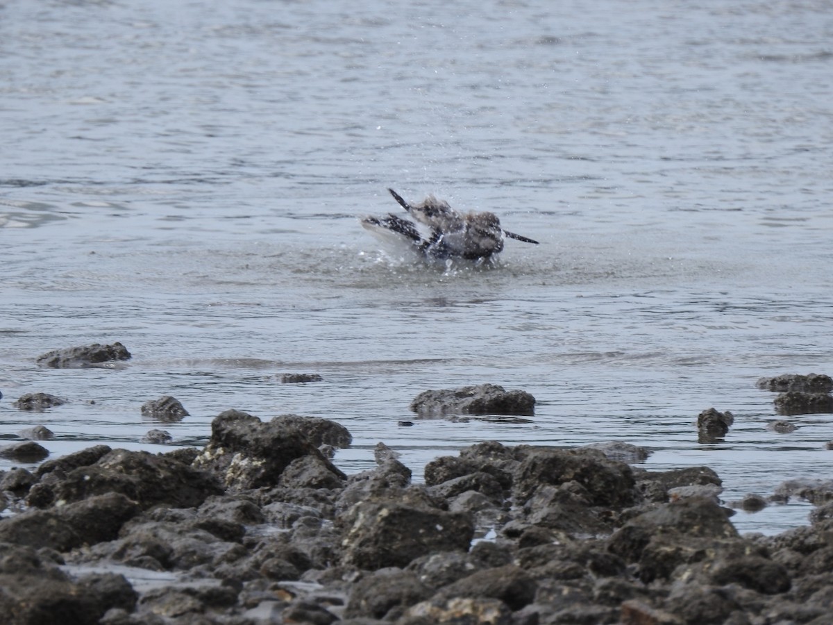 Playero Aliblanco - ML646048835