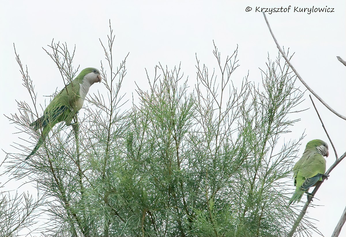 Cotorra Argentina - ML646048836