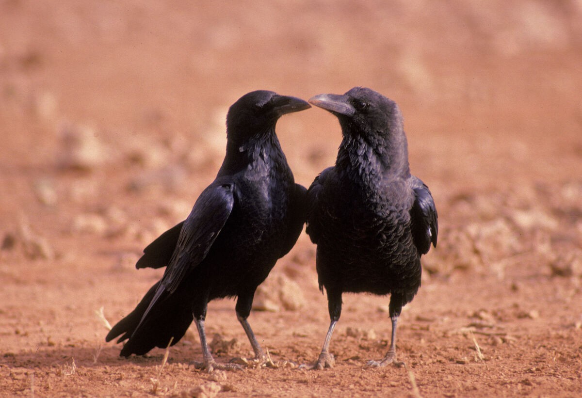 Cuervo Etíope - ML646048837