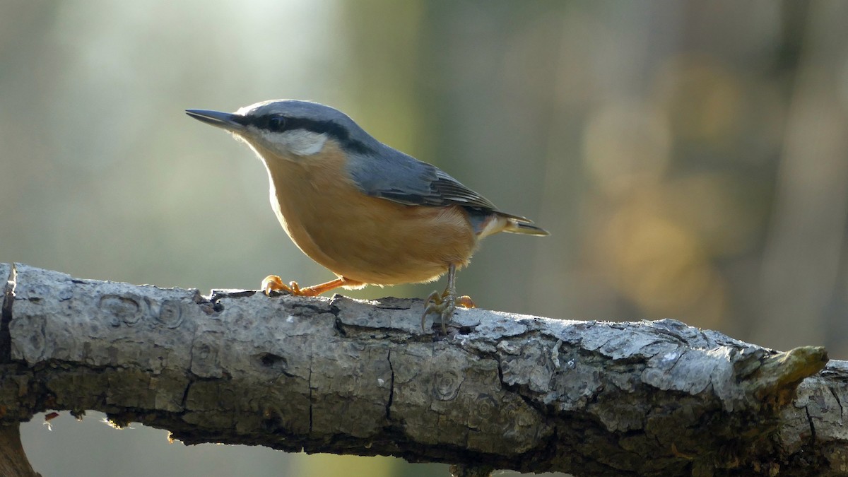 Eurasian Nuthatch - ML646048838