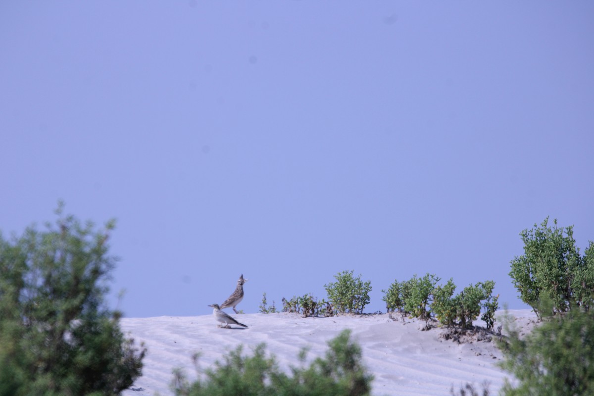 Bisbita Campestre - ML646048839