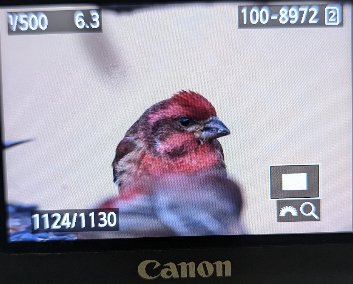 Camachuelo Purpúreo - ML646048840