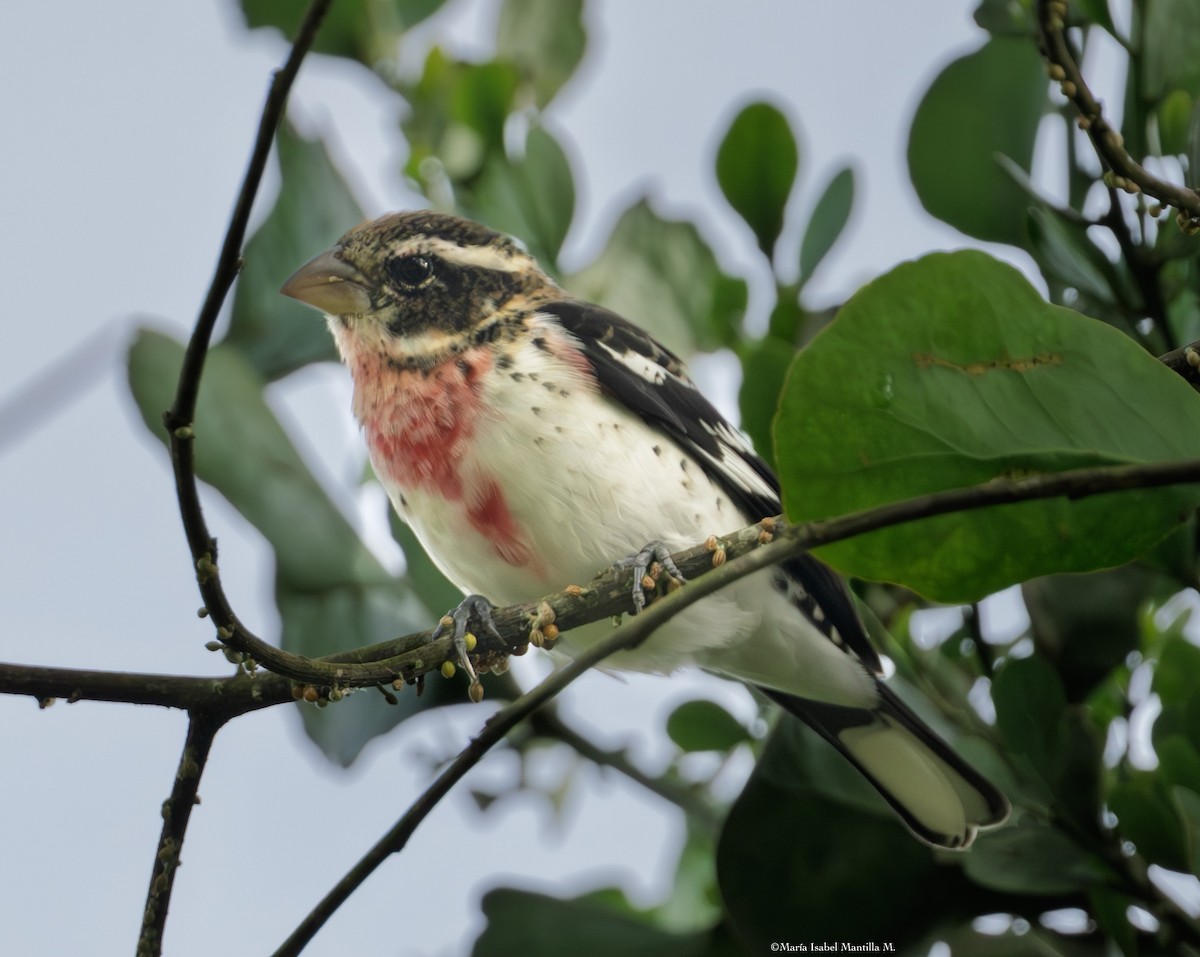 Picogrueso Pechirrosado - ML646048841