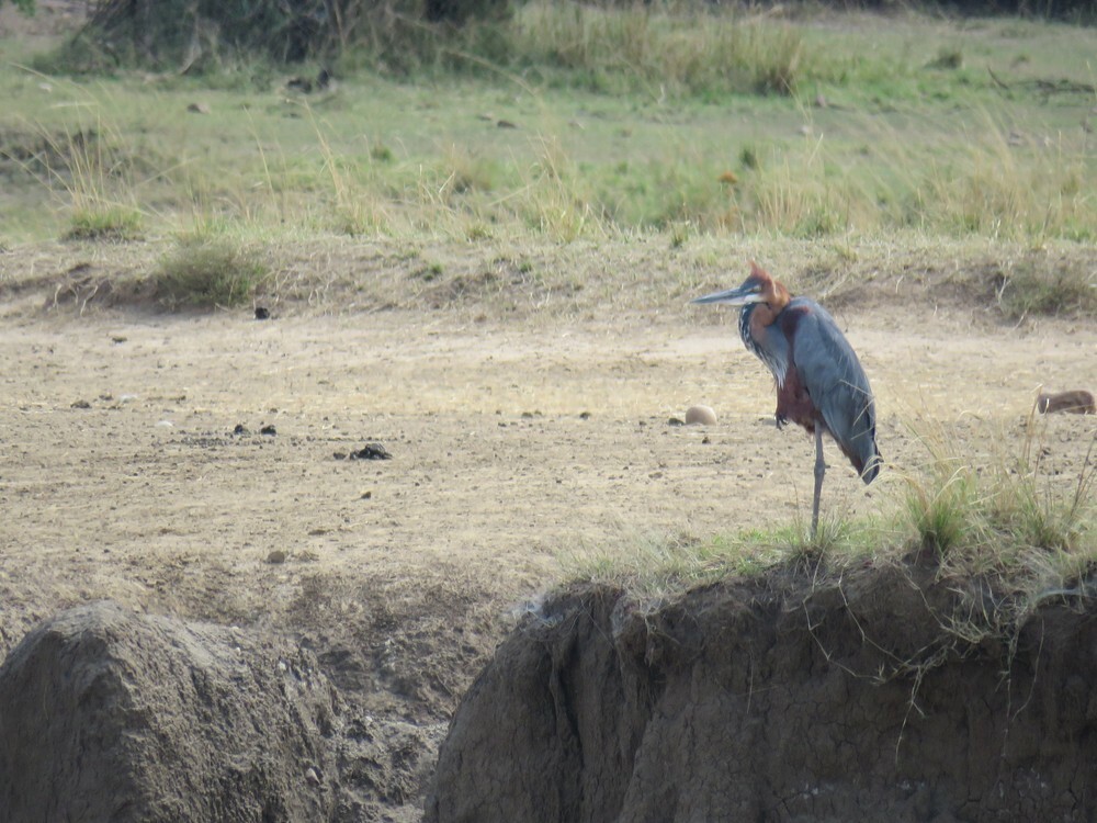 Garza Goliat - ML646048842