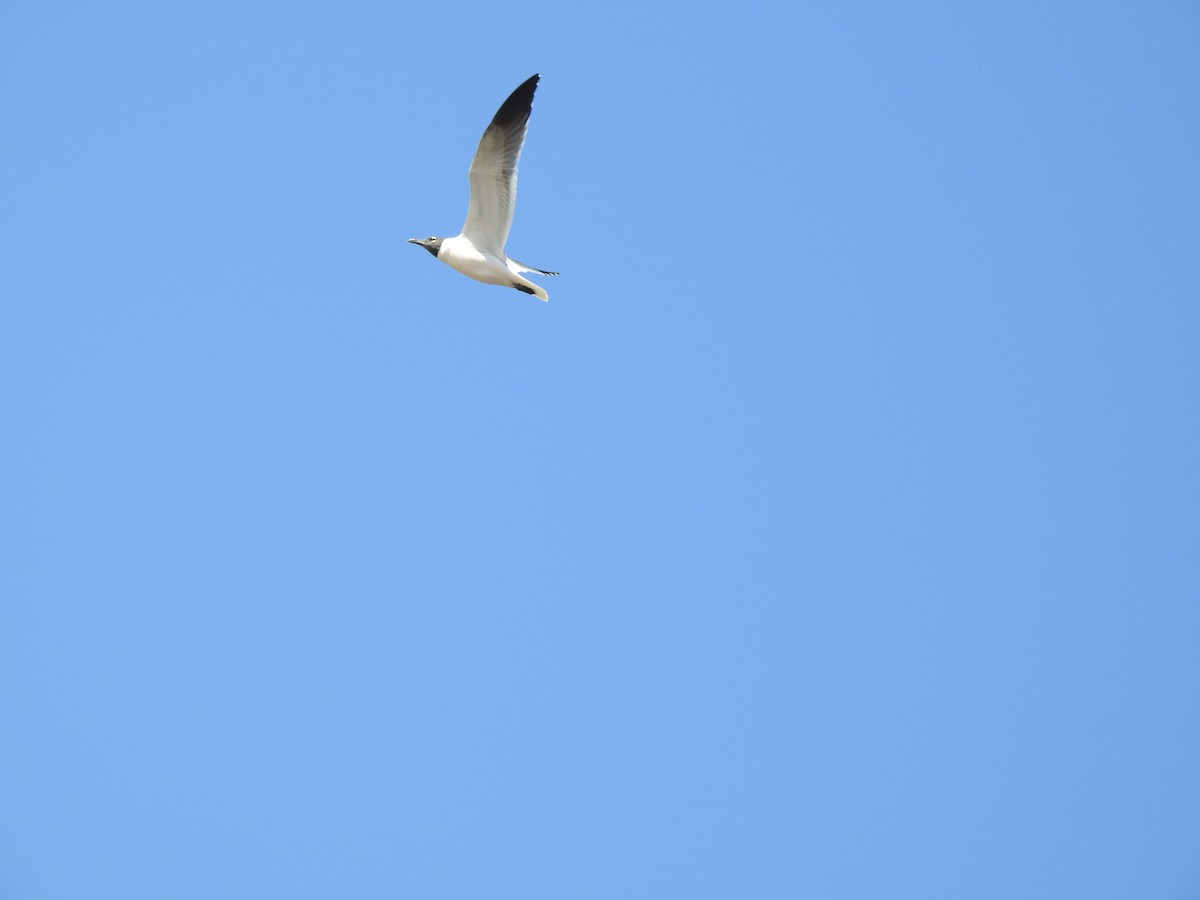 Gaviota Pipizcan - ML646048843