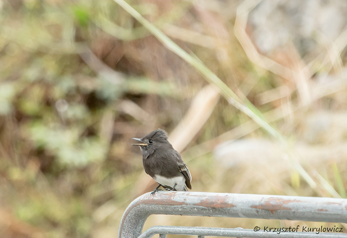Mosquero Negro - ML646048844
