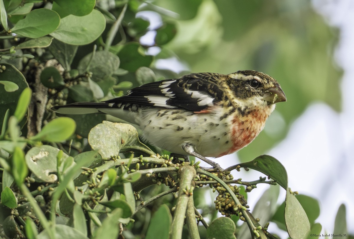 Picogrueso Pechirrosado - ML646048845