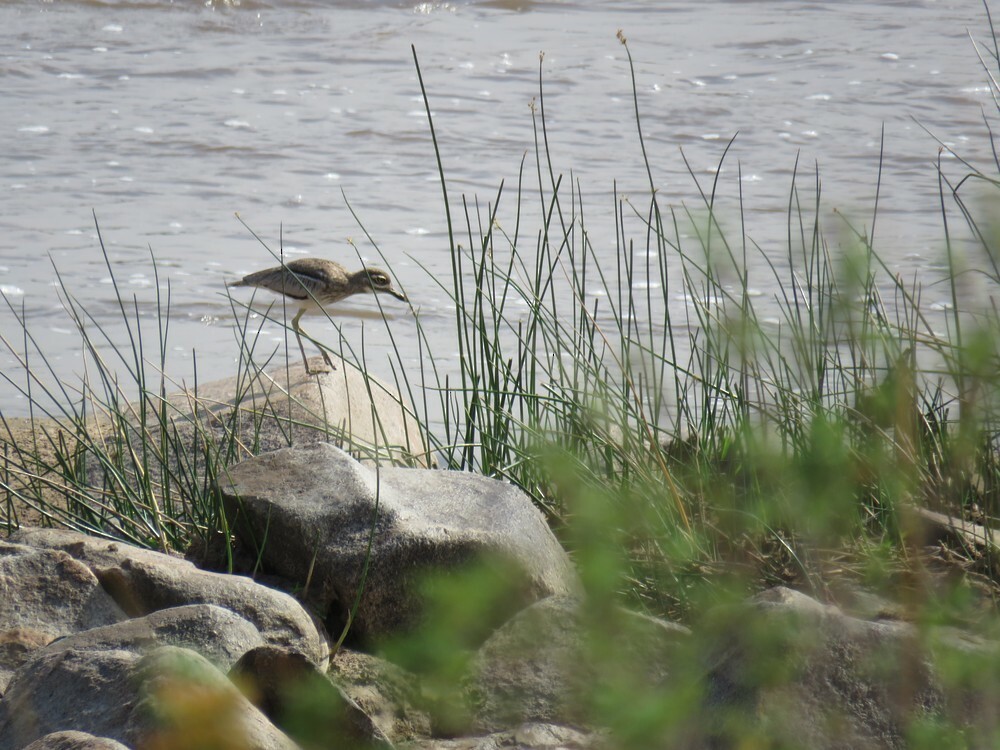 Alcaraván Acuático - ML646048846