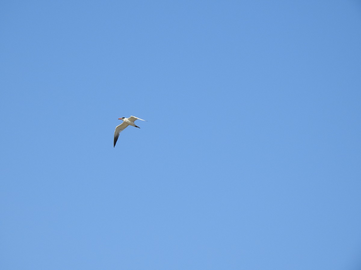 Pagaza Piquirroja - ML646048847