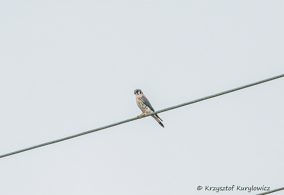 Cernícalo Americano - ML646048849