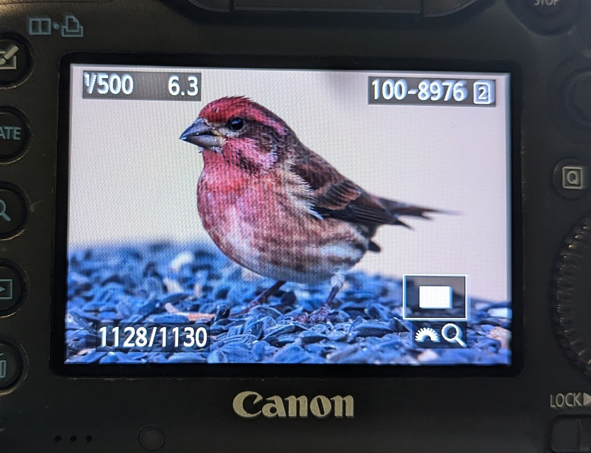 Чечевиця кармінова - ML646048851