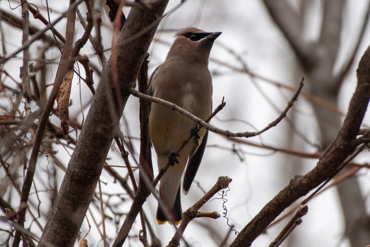 Cedar Waxwing - ML646048853