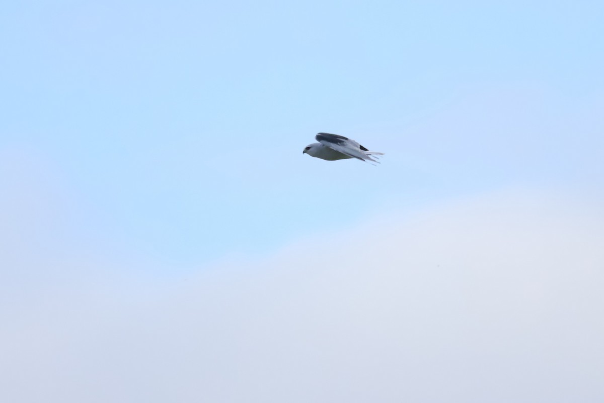 luněc šedý - ML646048855