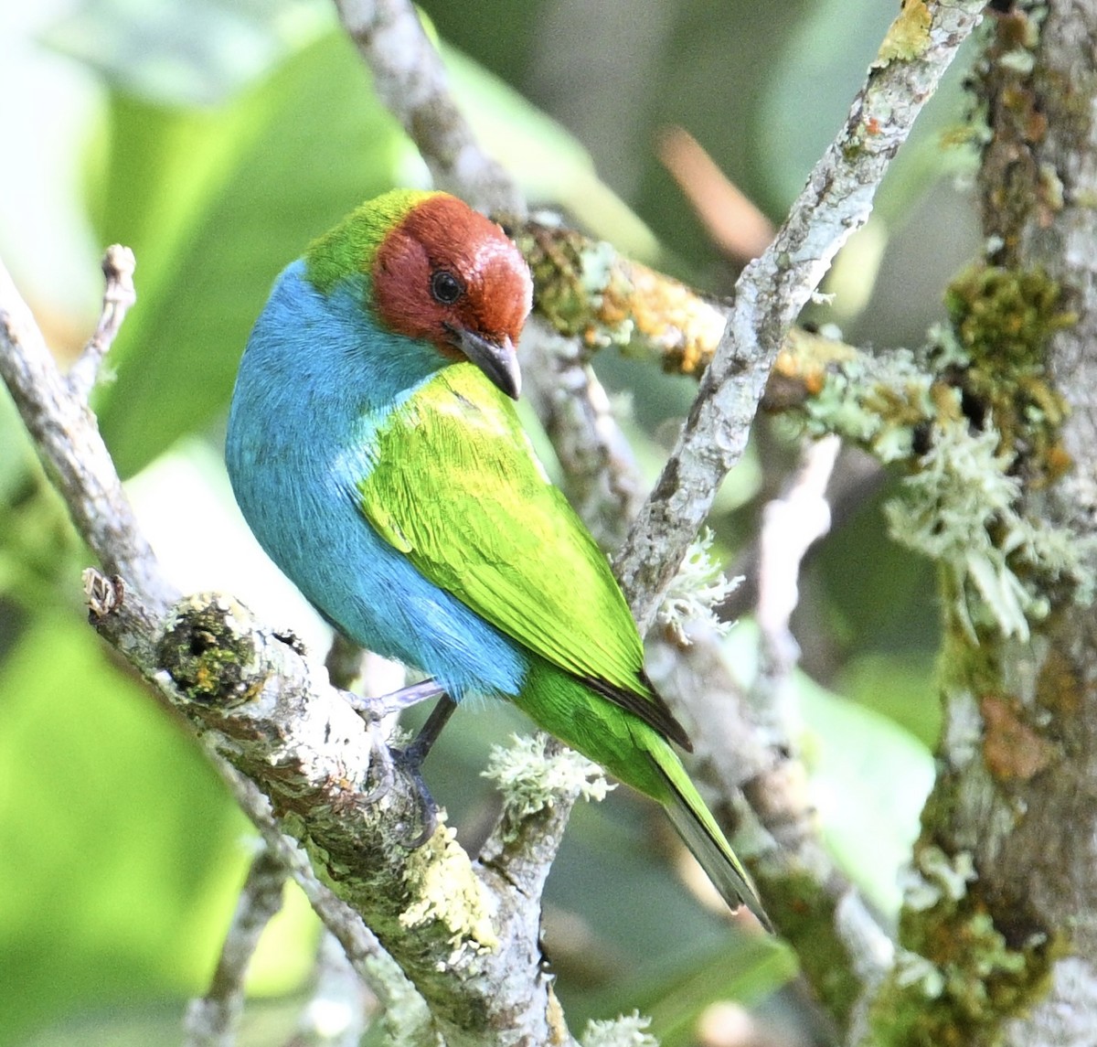 Bay-headed Tanager - ML646048857