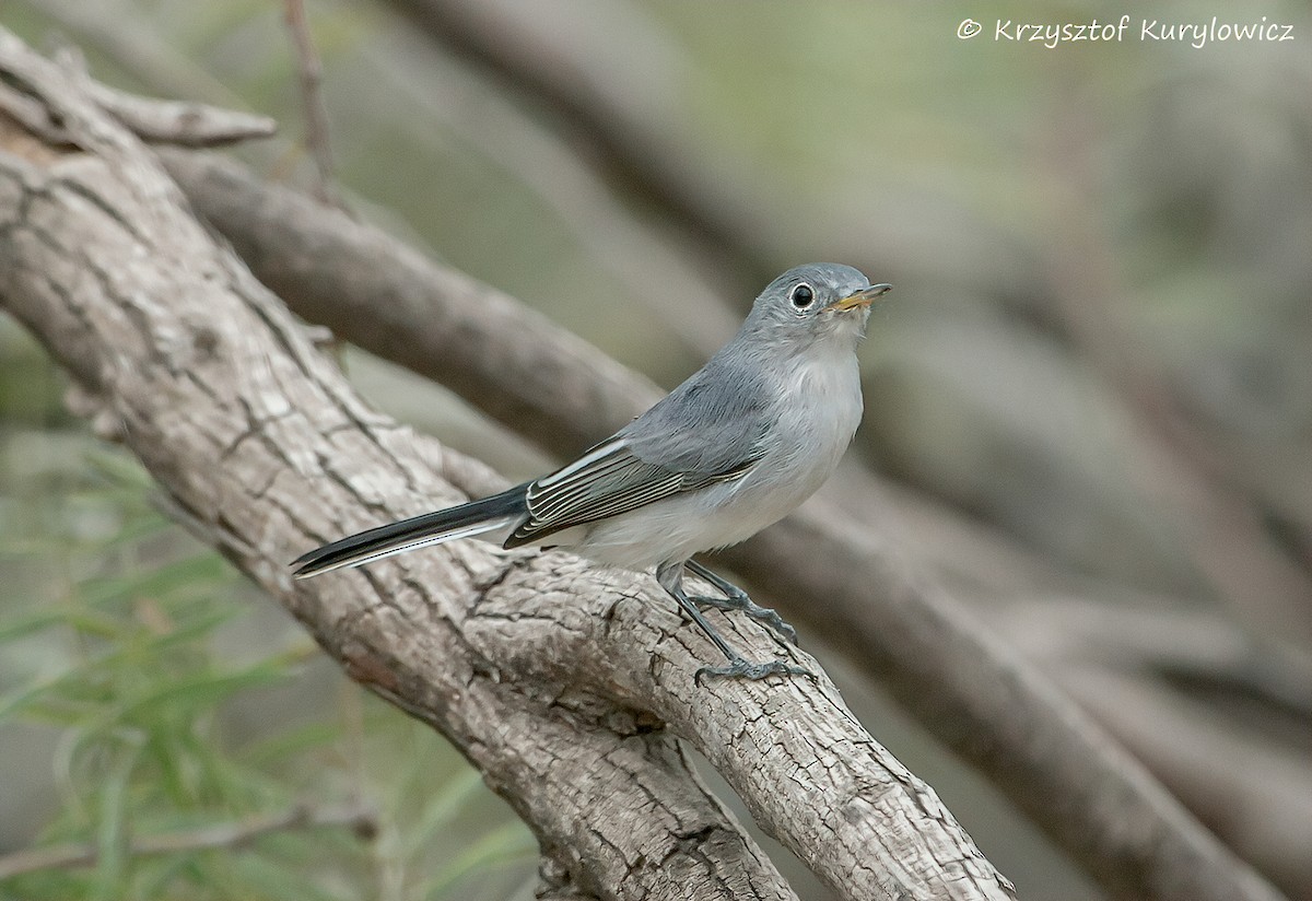 Blue-gray Gnatcatcher - ML646048859