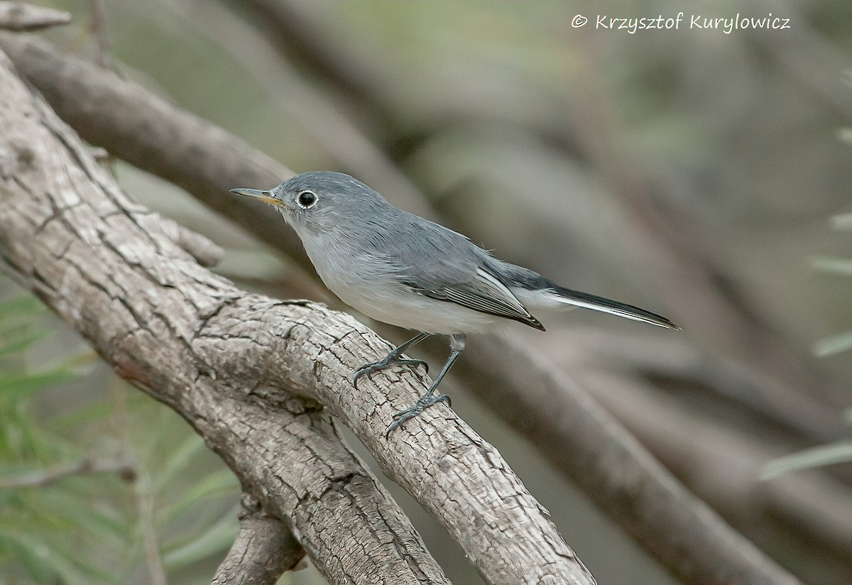 Blue-gray Gnatcatcher - ML646048860