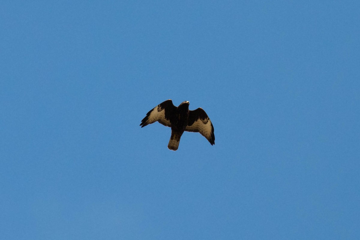 Kısa Kuyruklu Şahin - ML646048861