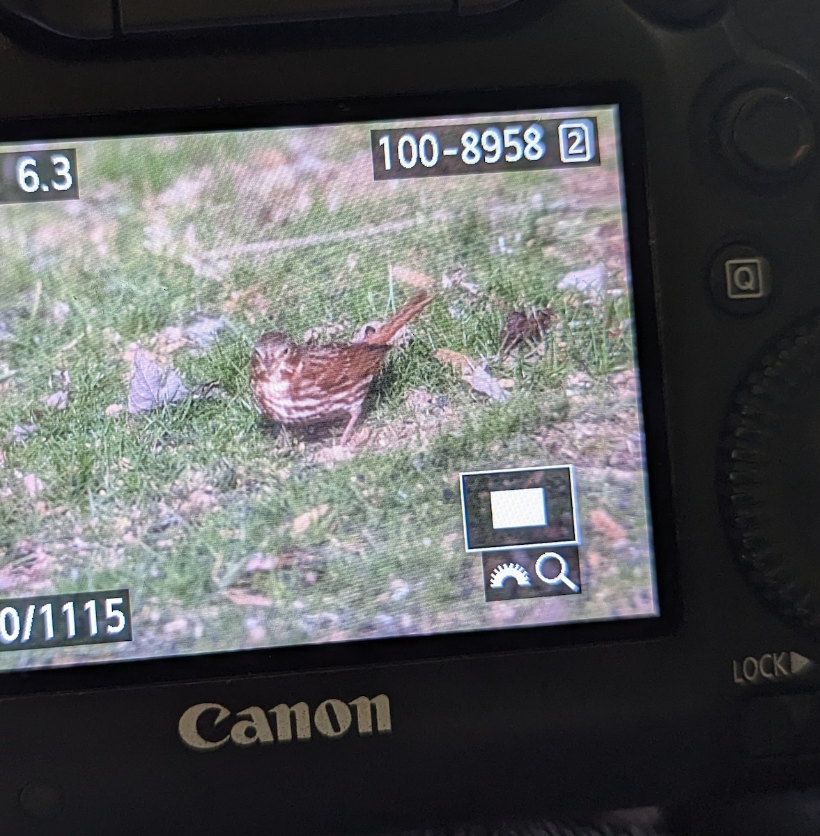 Fox Sparrow - ML646048864