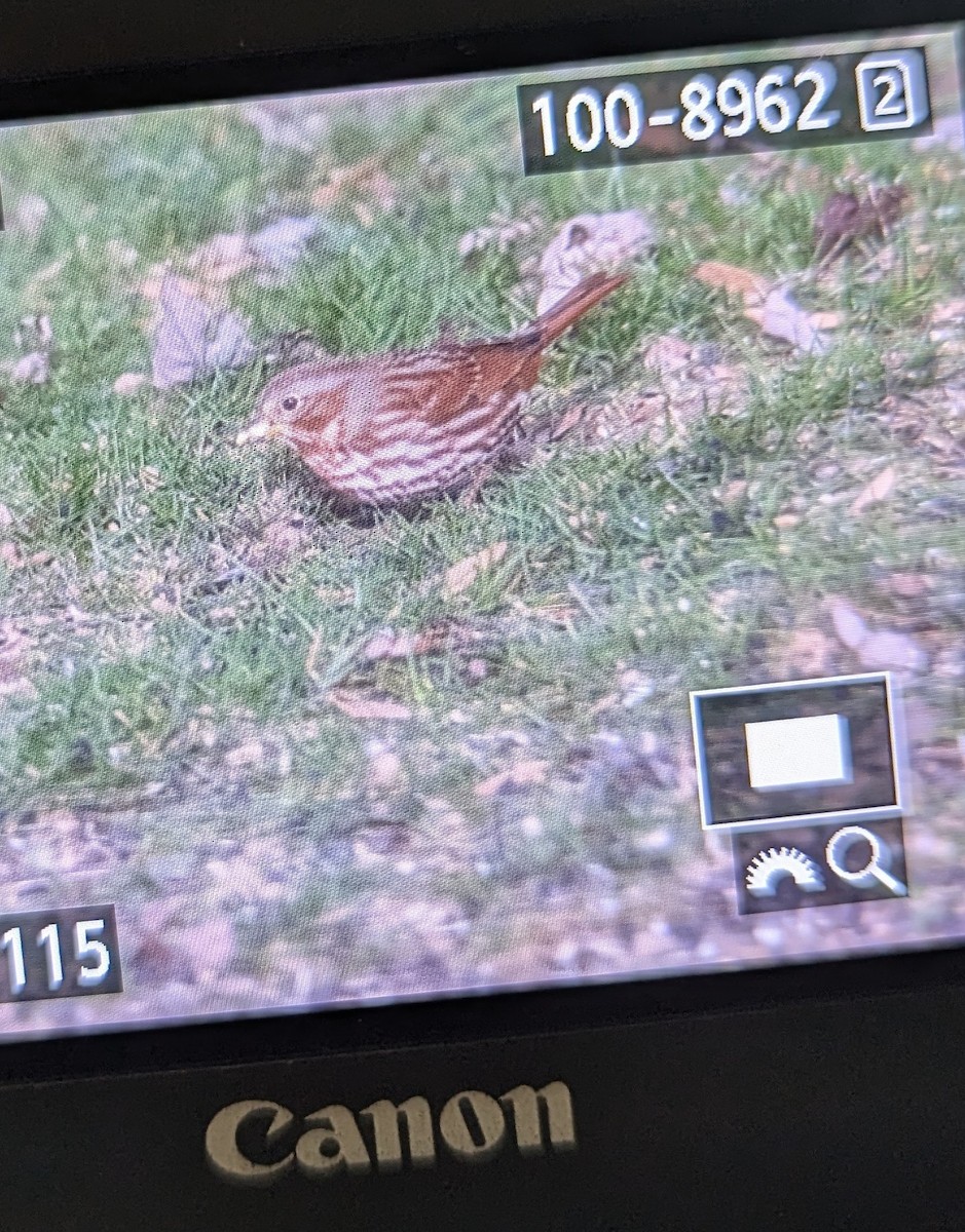 Fox Sparrow - ML646048867