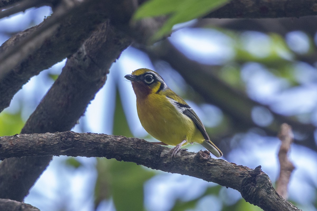 Vireo Alcaudón Orejudo - ML646048870