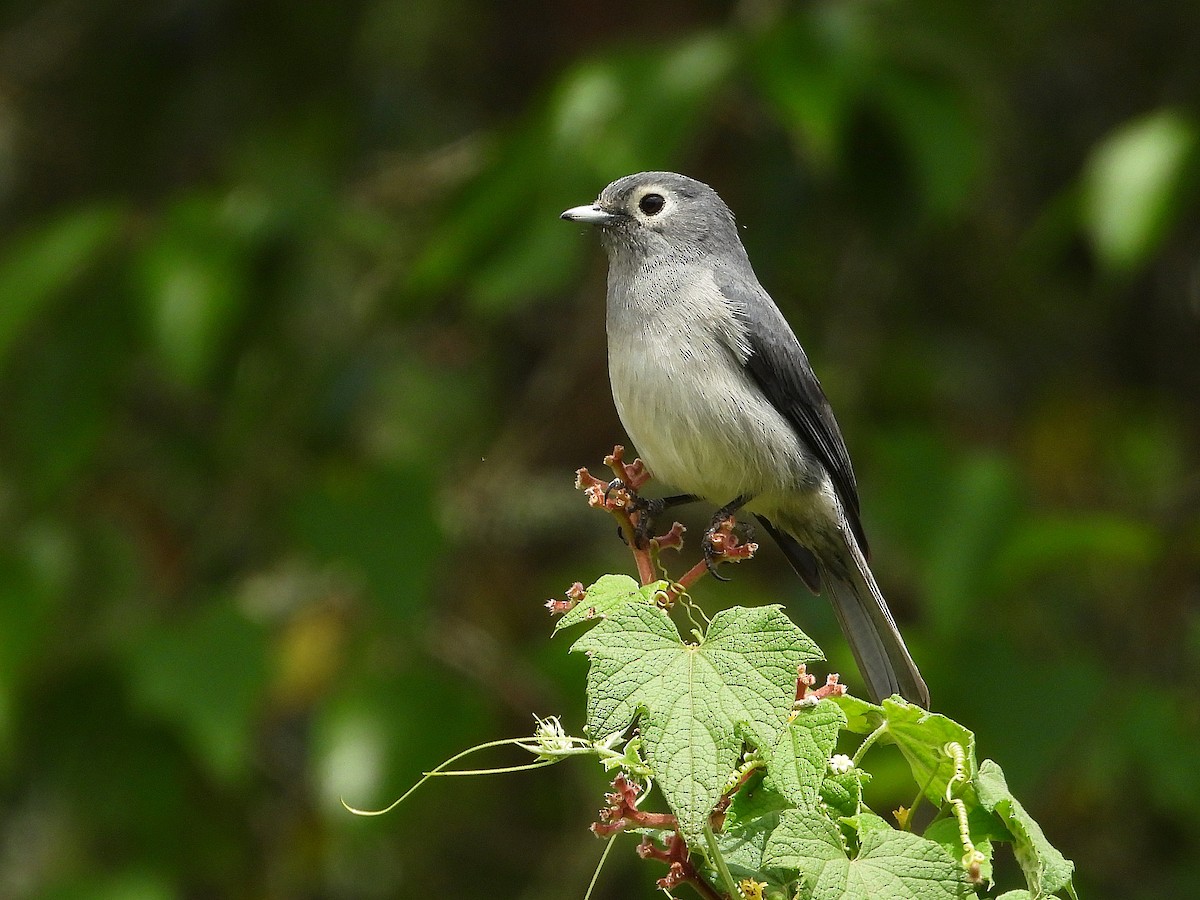 Papamoscas de Fischer - ML646048871