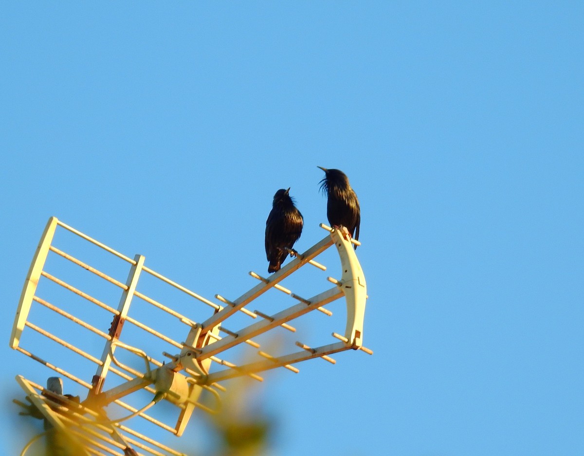 Estornino Negro - ML646048878