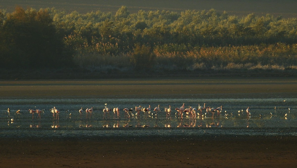 Grulla Común - ML646048882