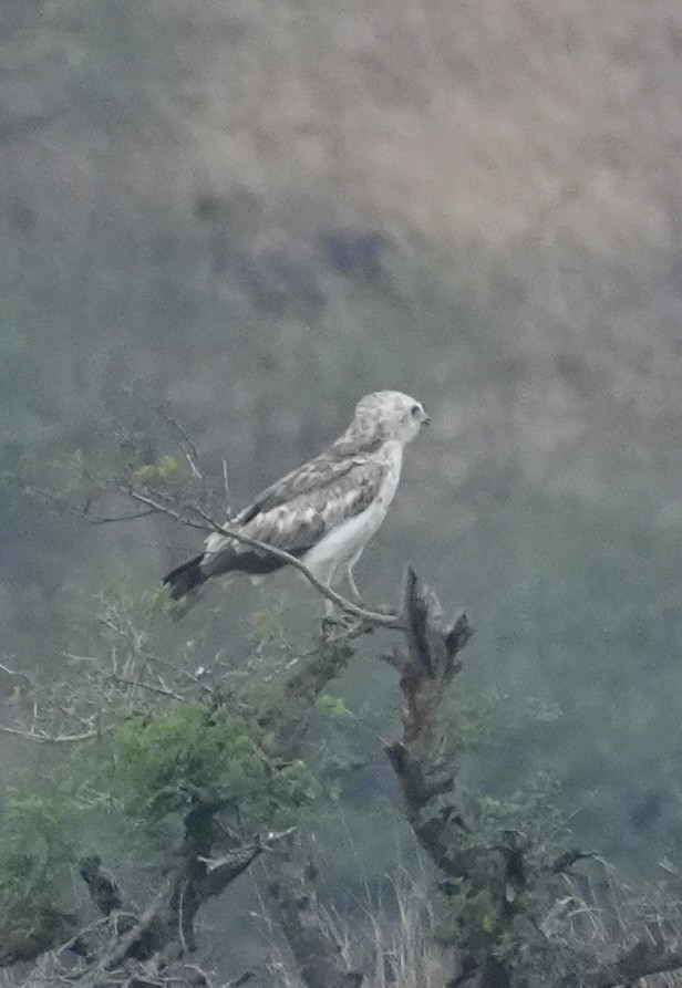 Culebrera Europea - ML646048893