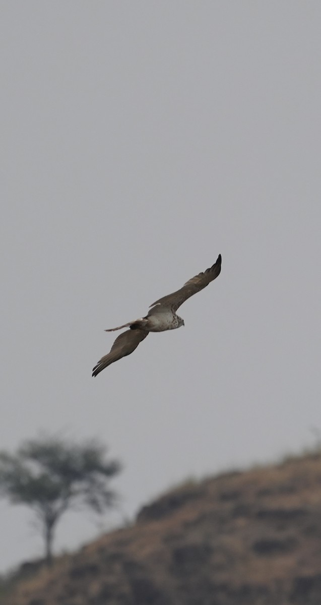 Culebrera Europea - ML646048895