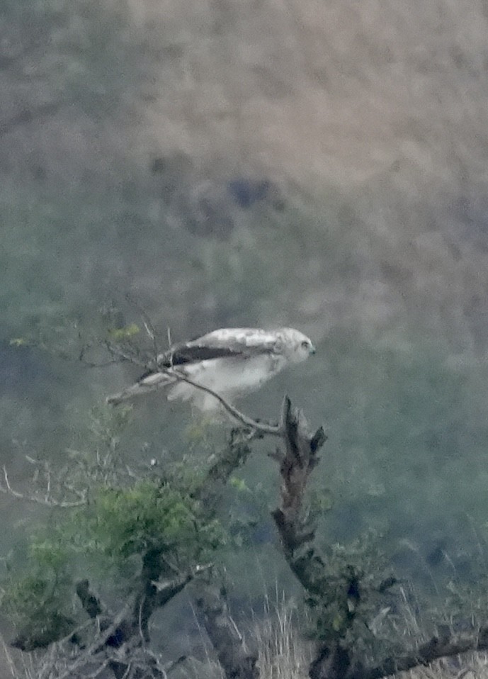 Culebrera Europea - ML646048896