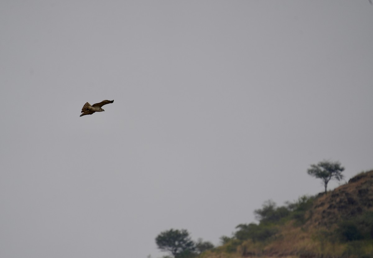 Culebrera Europea - ML646048898