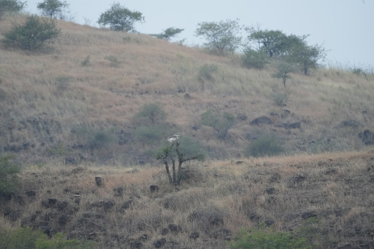 Culebrera Europea - ML646048903