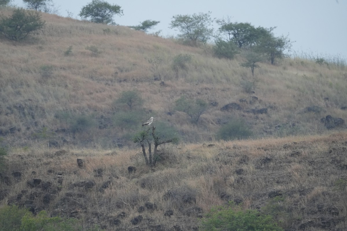 Culebrera Europea - ML646048904