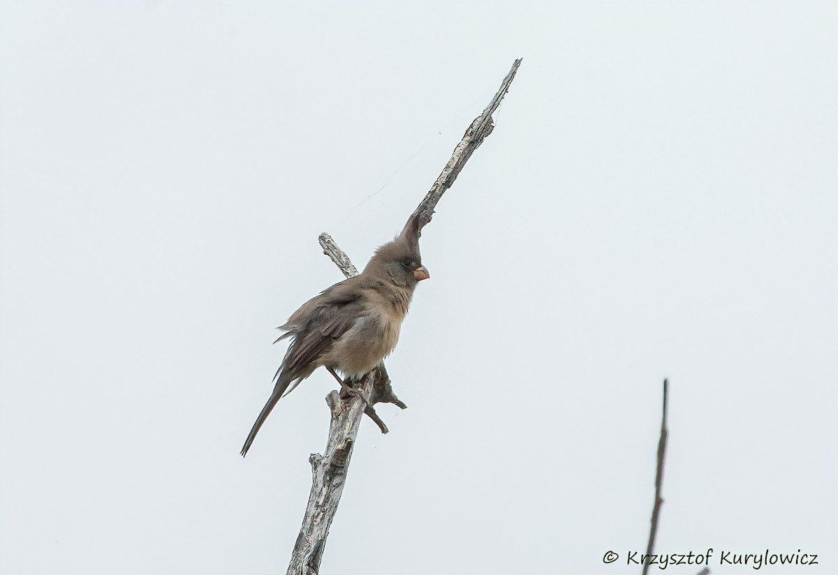 Cardenal Pardo - ML646048905