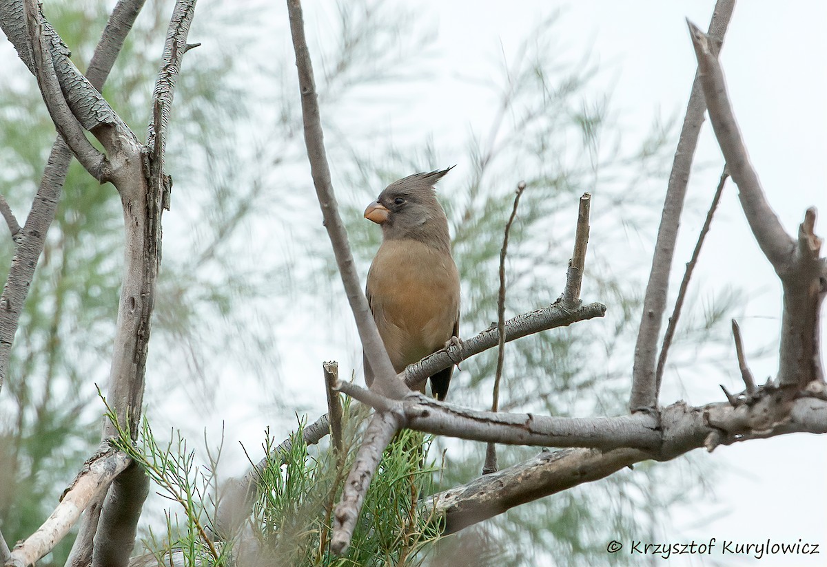 Cardenal Pardo - ML646048906