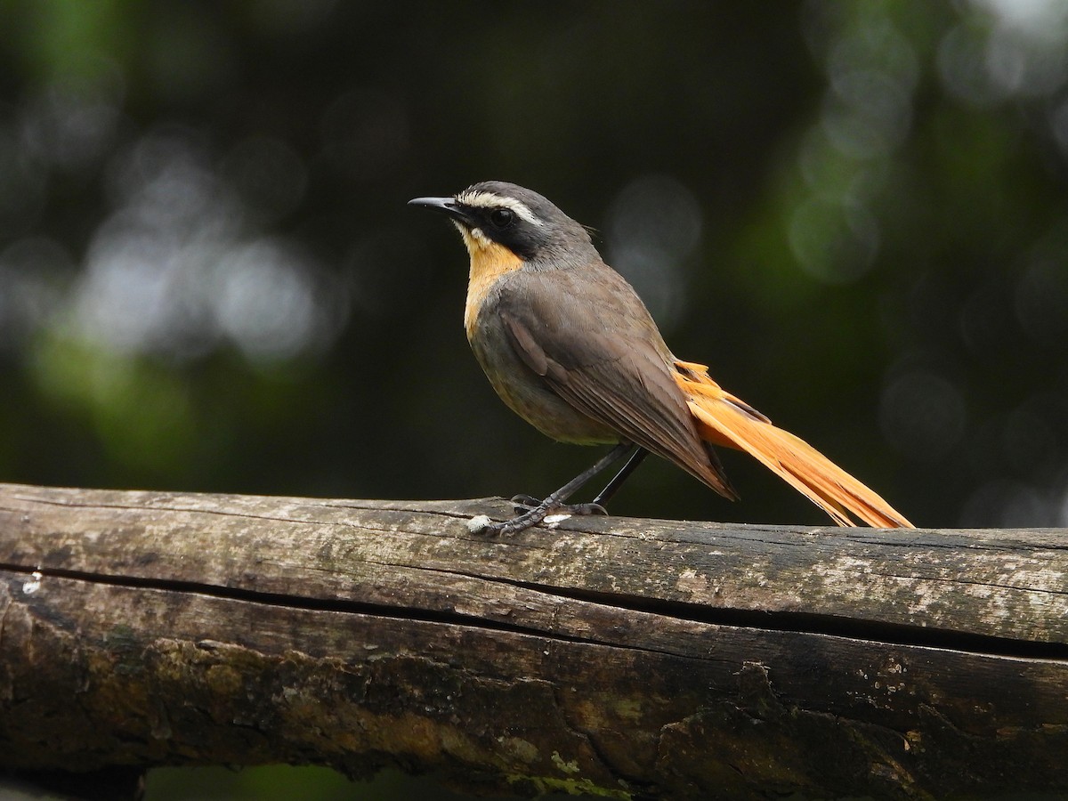 Cosifa de Rüppell - ML646048907