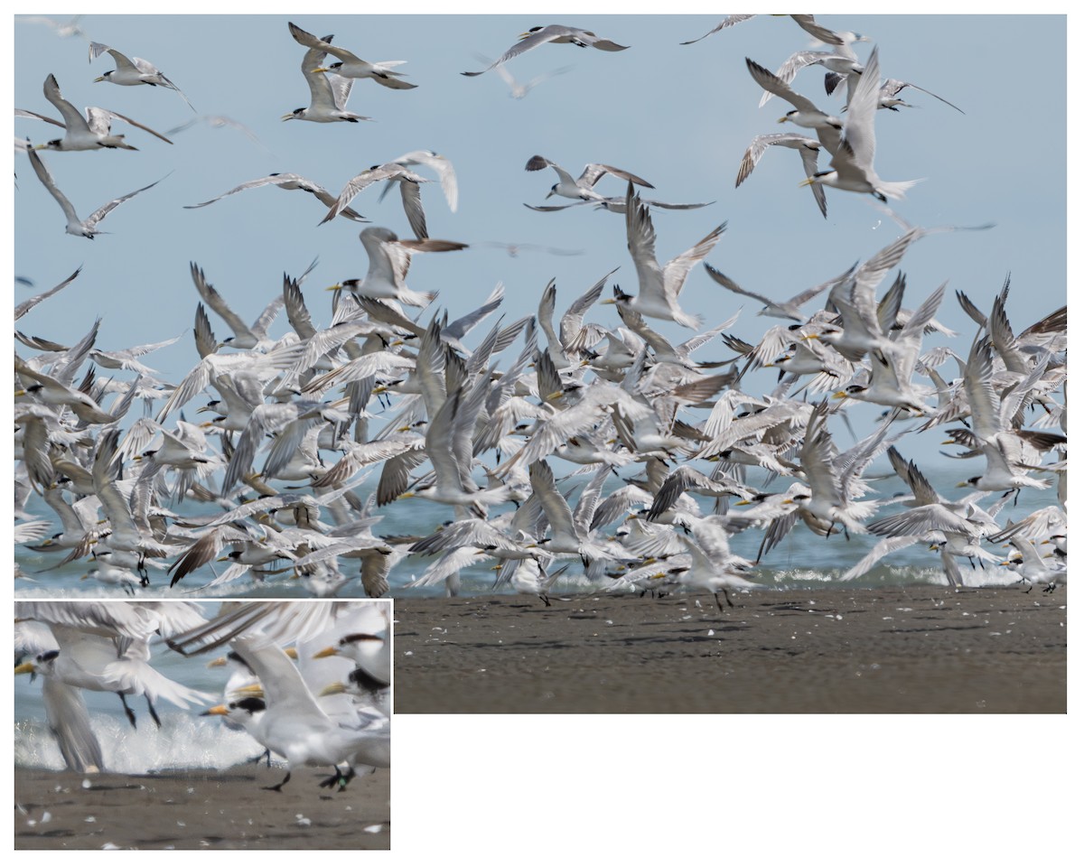 黑嘴端鳳頭燕鷗 - ML646048908